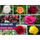 Róża wielkokwiatowa ARTHUR BELL  art 510D  w donicy